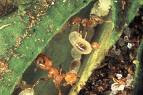 plantas mirmecófitas