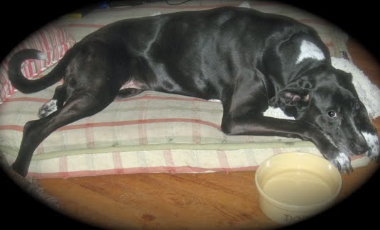 [Lily-on-her-last-day.jpg]