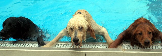 [DoggieSwim3.08sm.jpg]