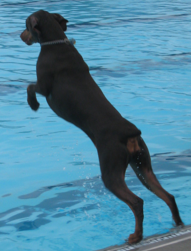 [DoggieDive1.jpg]