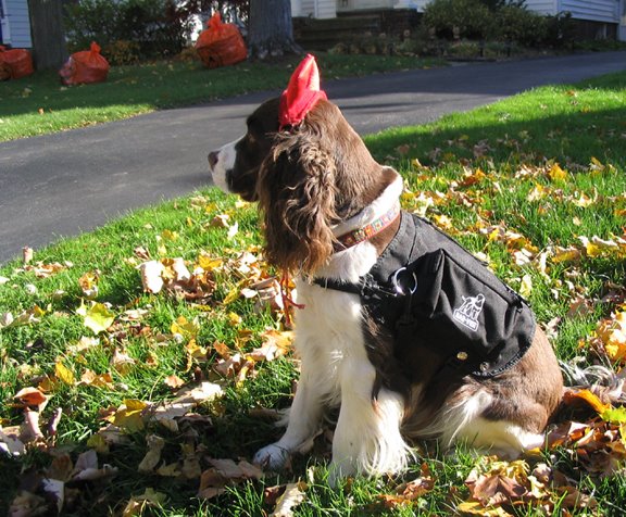 [BeanHalloweenHarvest.jpg]