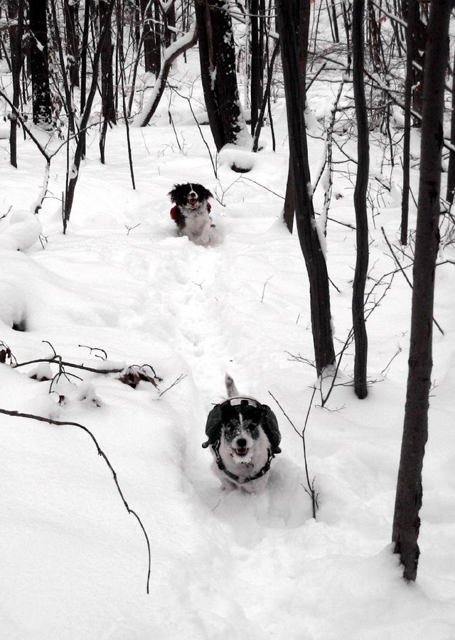 [TripBeanSnowRecall.jpg]