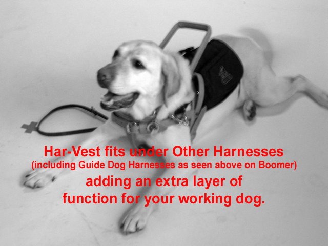 [BoomerinGuideDogHarnesstext2.jpg]