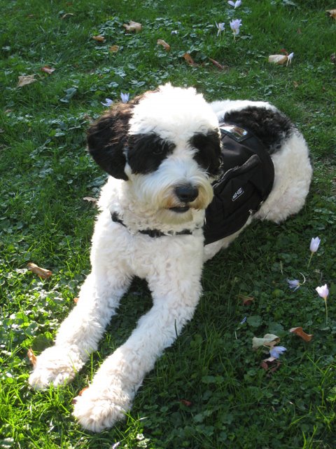 [PWDLargeBlackDown.jpg]