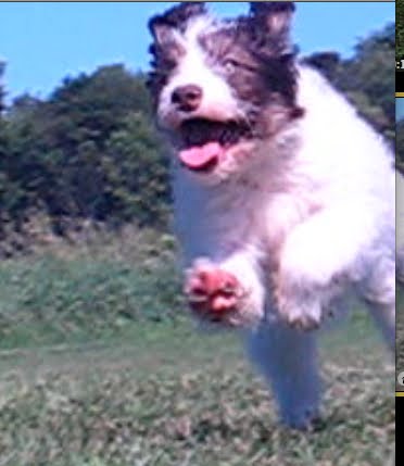 [Br:Waussiedoodleleap.jpg]