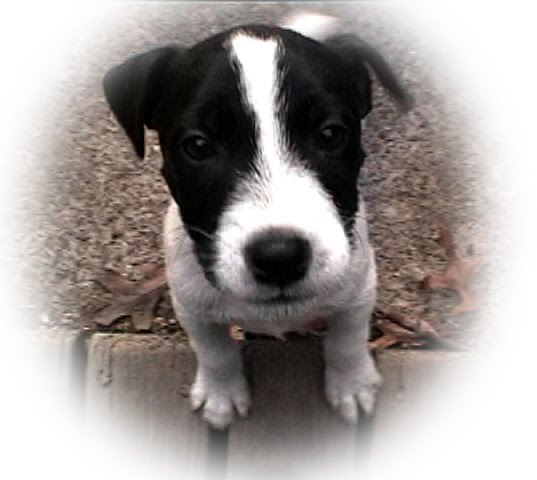 [TripOvalFace+copy.jpg]