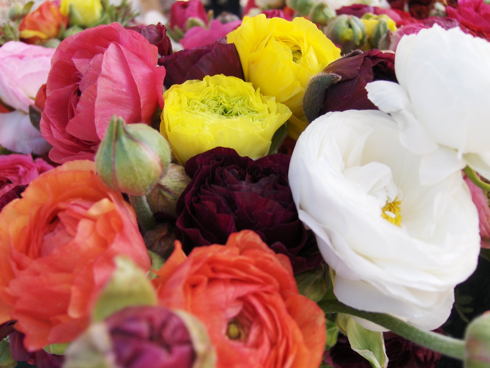 [Farmers'+Mkt+Flowers,+Wed+mkt.JPG]
