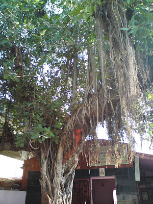 A Banyan tree in the Khandoba Temple premises