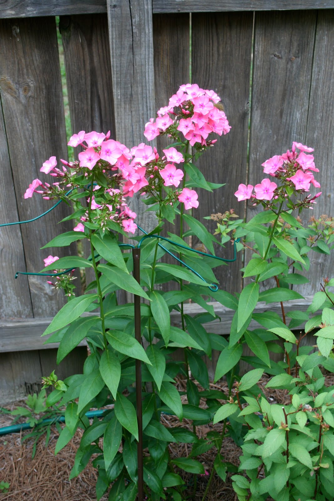 Ginny's garden: What grows in my garden