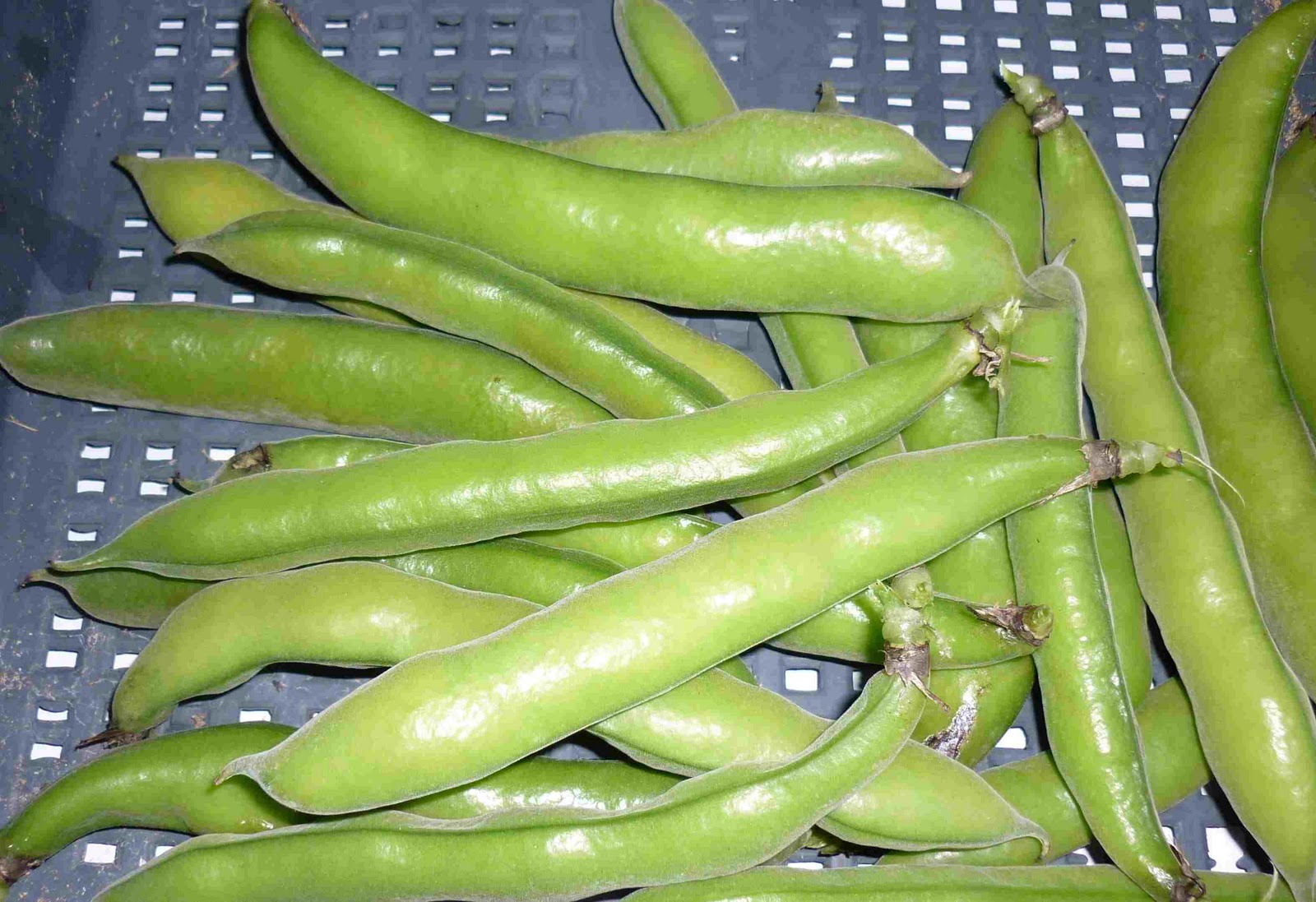 Simpleliving Our First Harvest Of Broad Beans