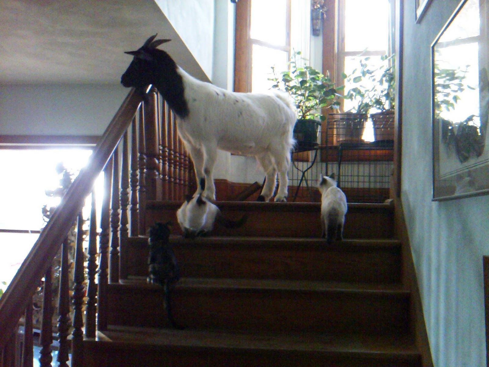Living the Krazy Life Goat in the house!