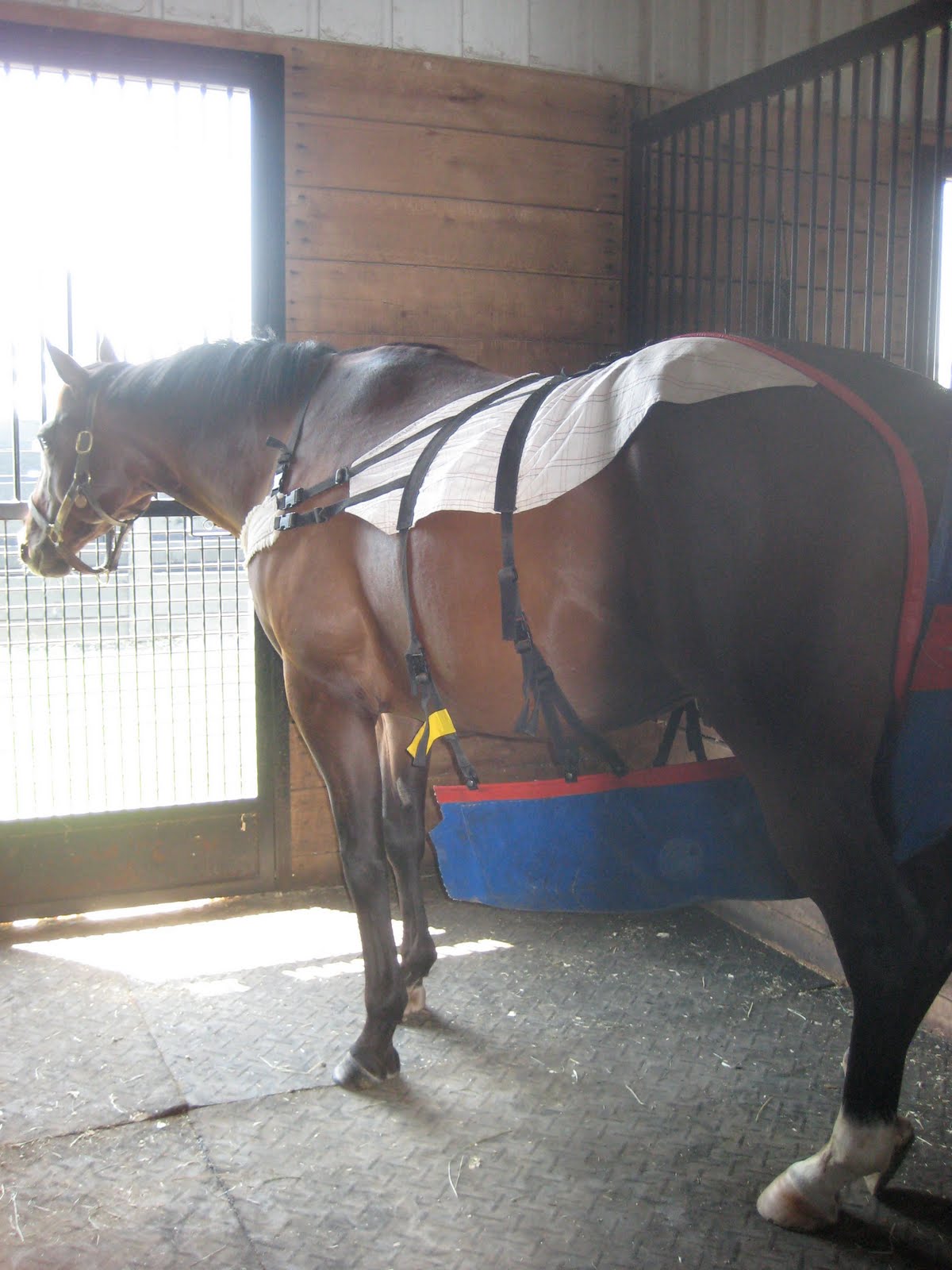 Stateside Equine Research Project KER Kentucky Equine Research, Versailles