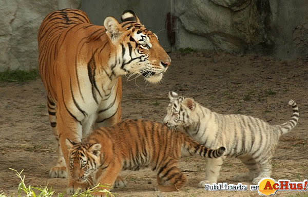 Bitácora: Ayuda para los tigres de bengala