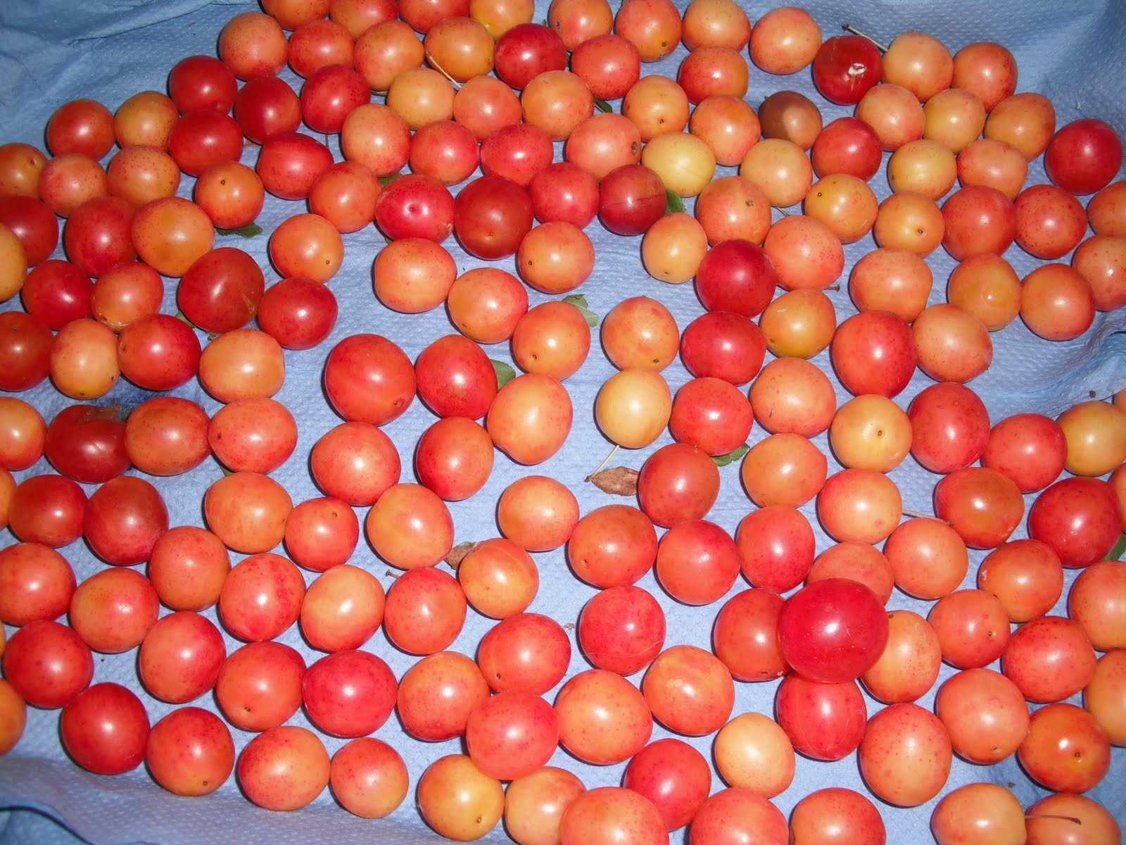 Ripening Your Wild Plums