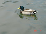 Duck pic my son took :)
