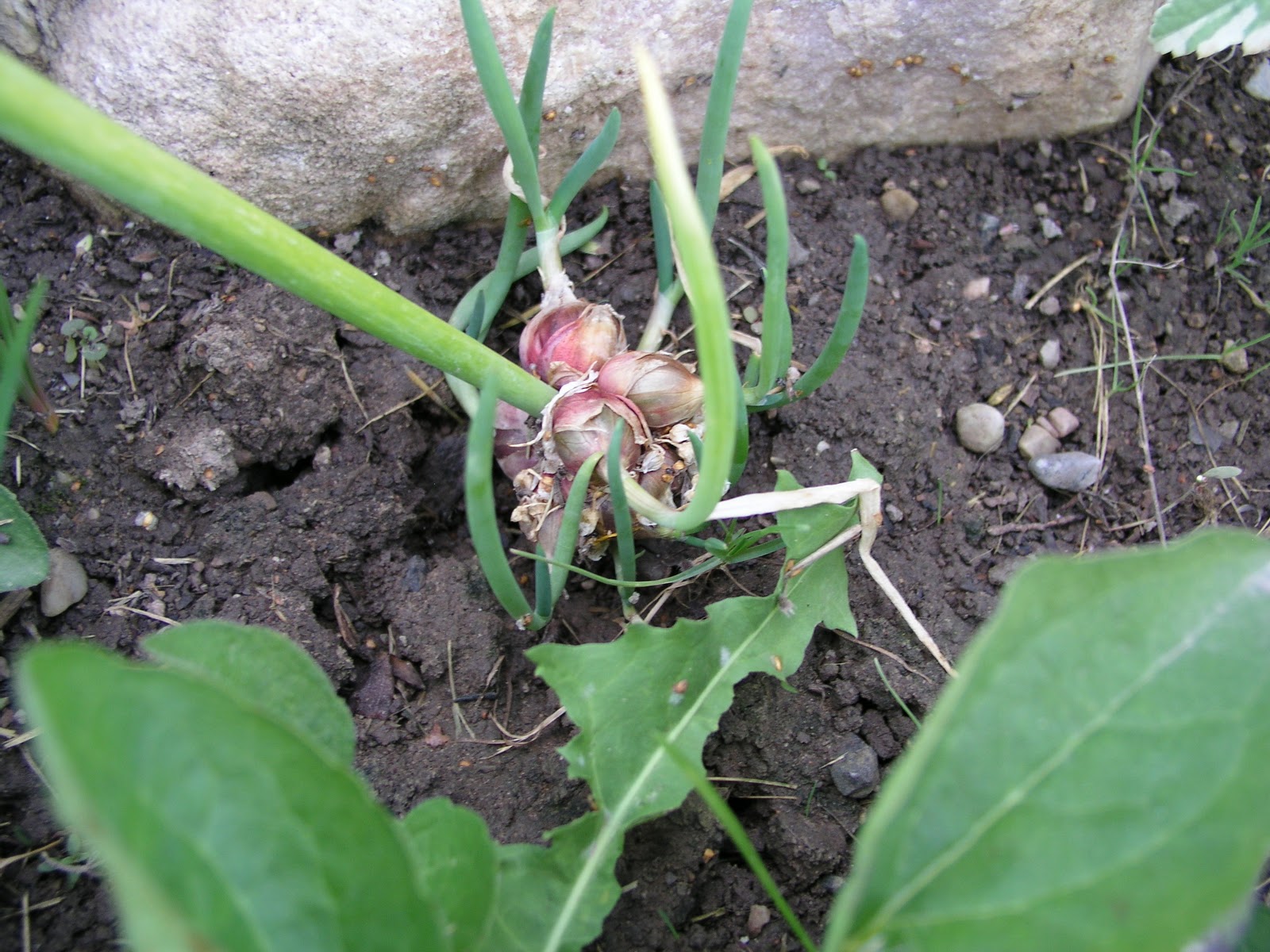 PassAlong Plants Egyptian Onions