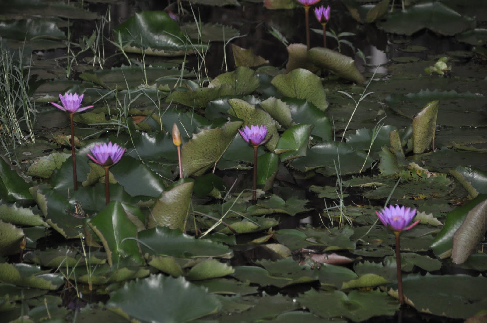 Jaff Point: TERATAI...