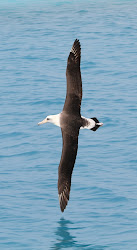 albatross wingspan condor fly biggest flying bird both laysan birds second place wings pete midway another