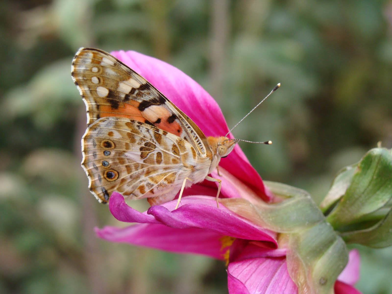 India Garden Butterfly garden
