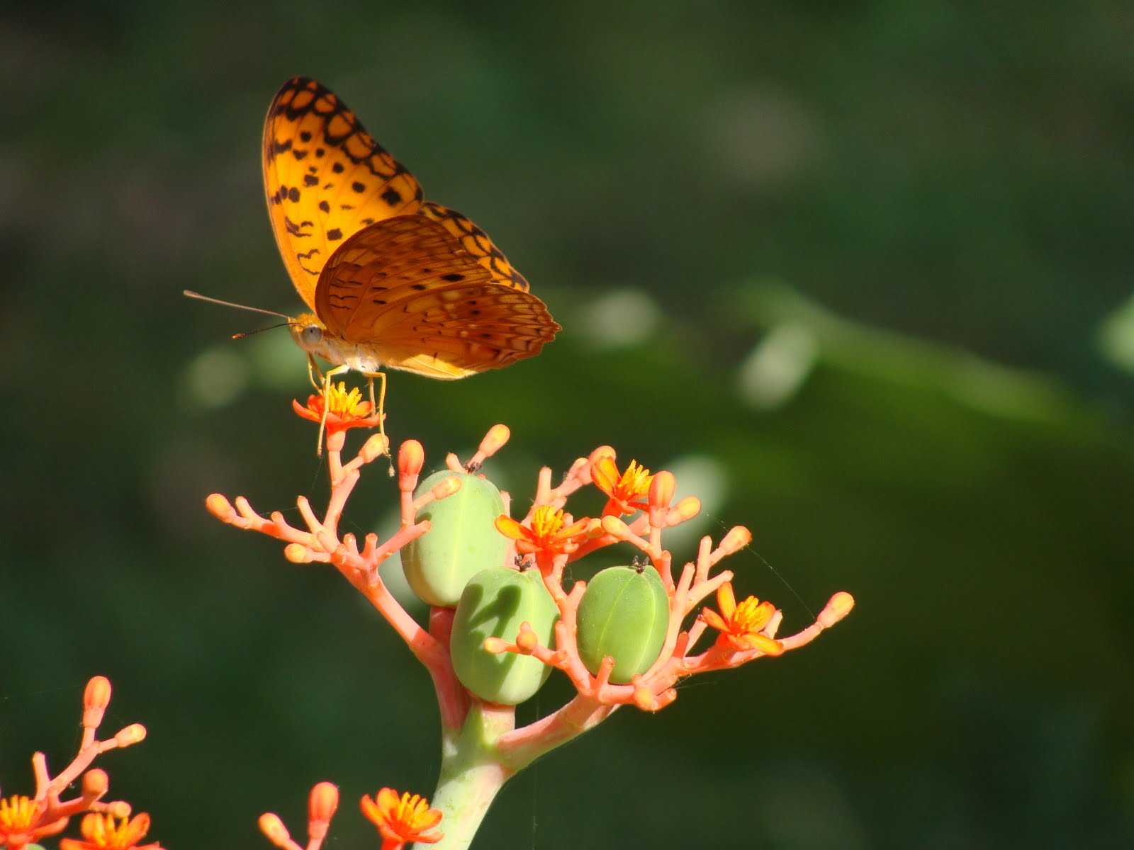 India Garden Butterfly garden