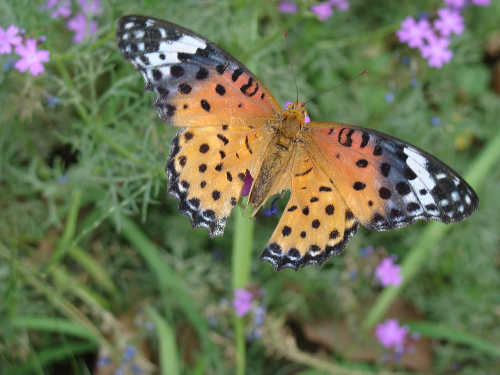 India Garden Butterfly garden