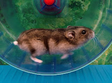 One of the Hamsters