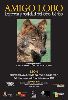 Fondos De Pantalla De Lobos En Movimiento Fondos De