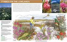 Cape Flats Sand Fynbos