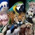 animals Wallpapers
