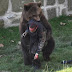 Αρκούδα επιτέθηκε και τραυμάτισε επισκέπτη σε ζωολογικό κήπο