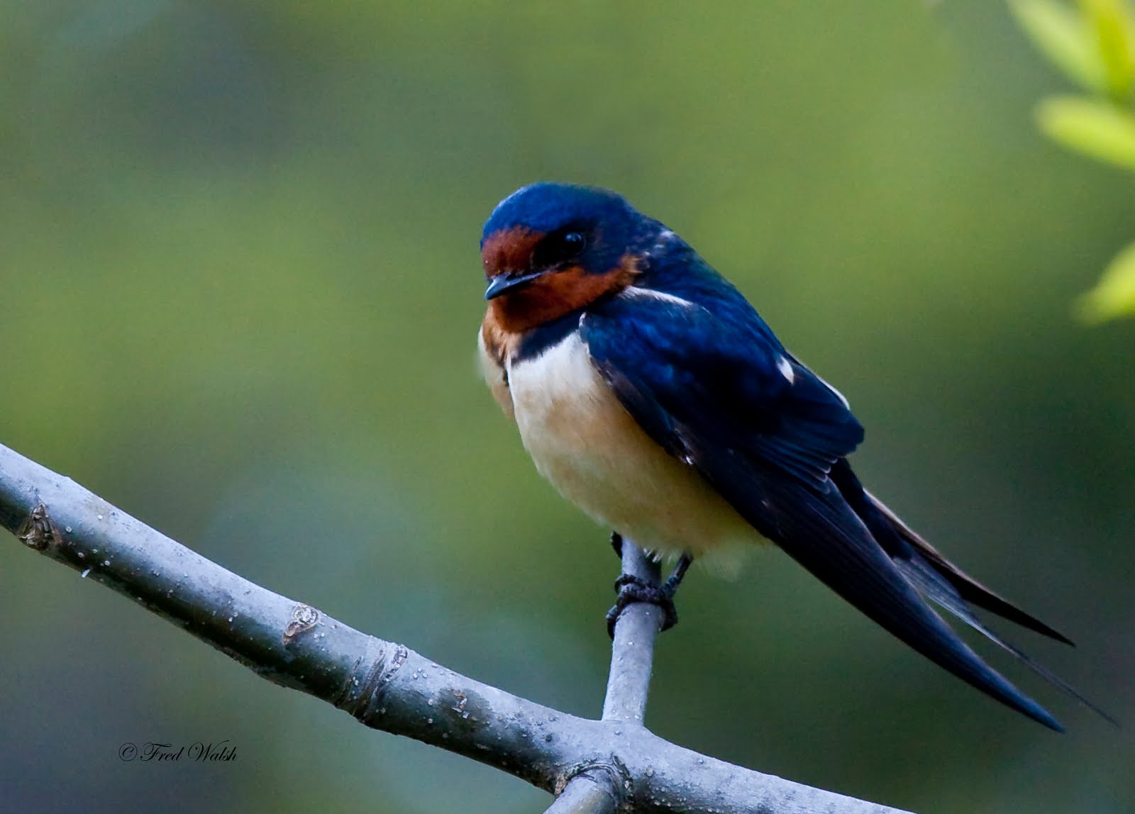 Picture Of A Swallow Bird 108