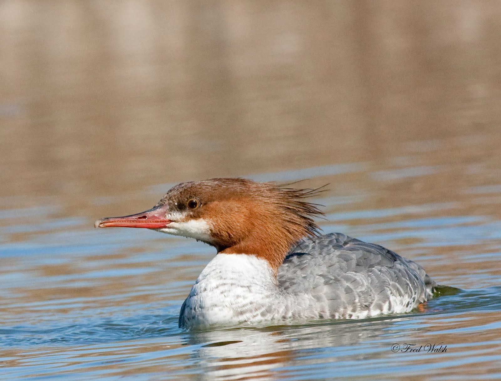 fred walsh photos Common Merganser, female