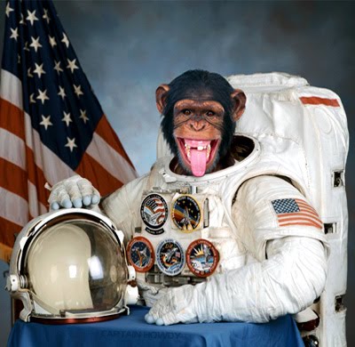 ham chimpanzee space ham chimpanzee space