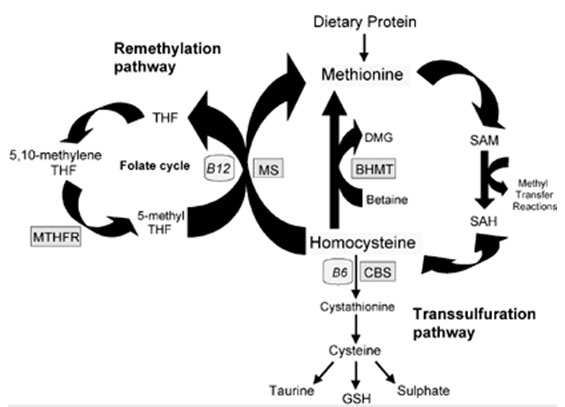 elevated homocysteine elevated homocysteine