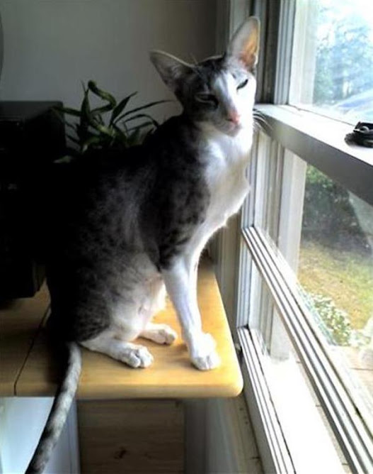 Buddy enjoying the Sun