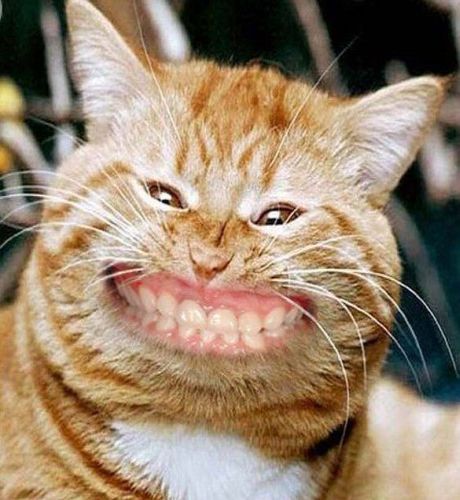 [cat+smiling.jpg]