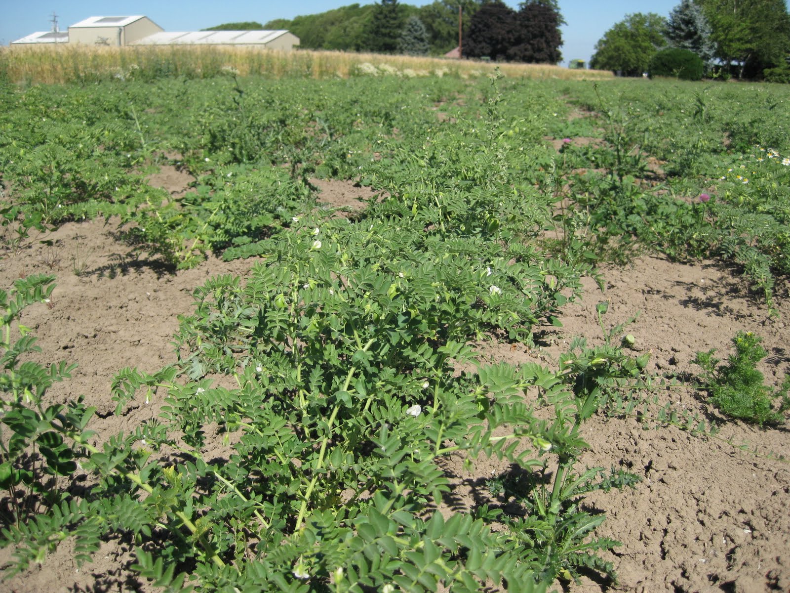 A Conventional Farm Transitions to Organic. Garbanzo bean progress