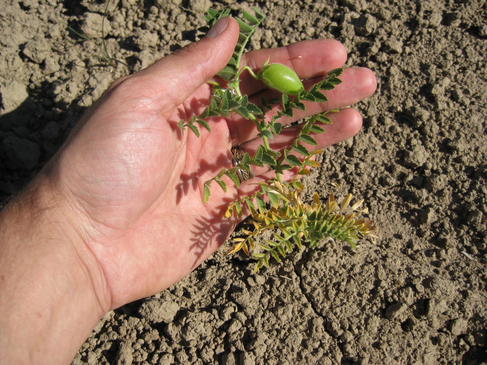 A Conventional Farm Transitions to Organic. Garbanzo bean progress