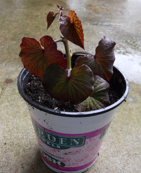 Did You Discover the Secret Behind Magic Sweet Potato Slips That Changed My Garden Forever