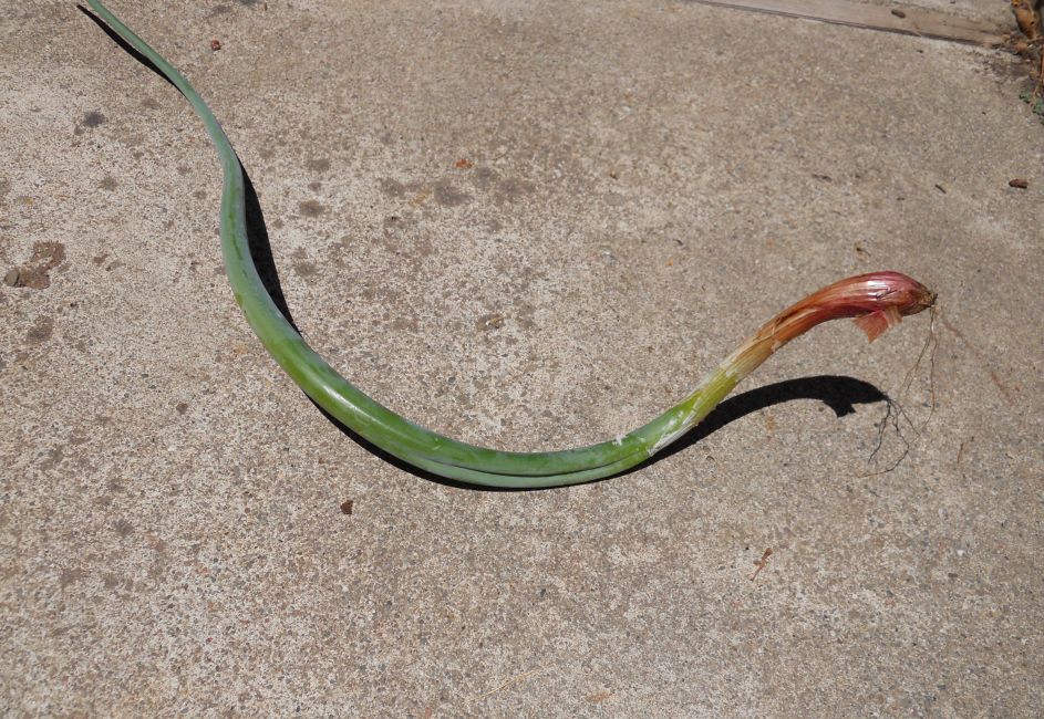 Liisa's Garden Journey The July Garden