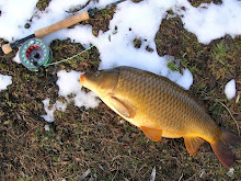 Snow carp