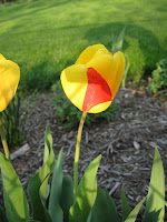 yellow mixed tulip