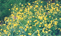 yellow buttercups
