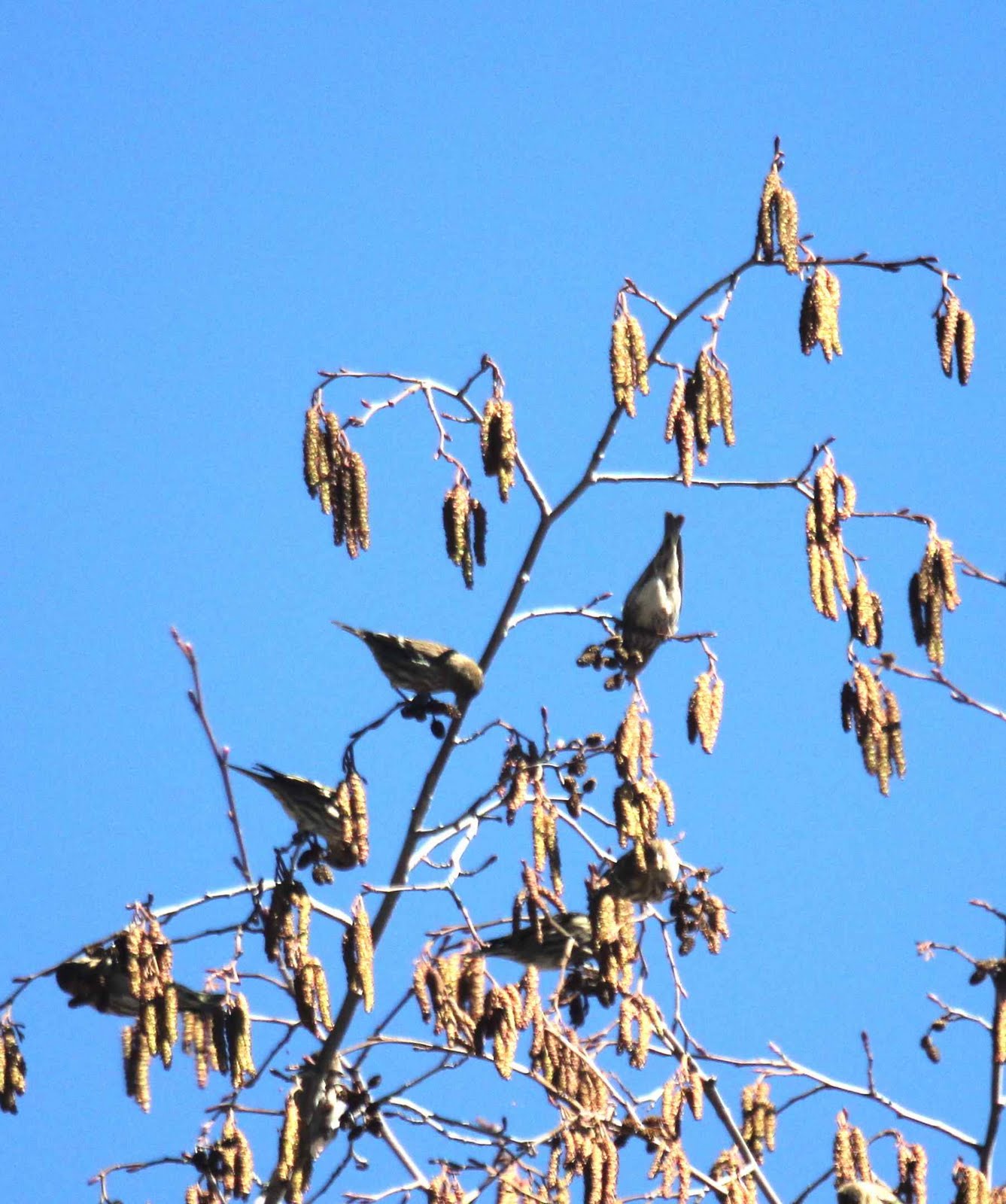 Tree in the Door's Fauna and Flora Alder Pine Siskins