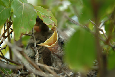 mockingbird chicks northern road colvin nest habitat run