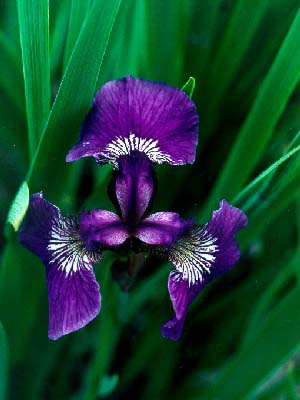 Love should grow up like a wild iris essay image