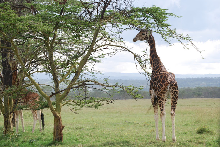 Rothschild Giraffe at Lake Nakuru