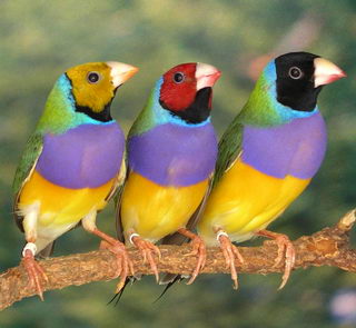 http://3.bp.blogspot.com/_eL8HrWeY-Ls/TAeToyJ6yAI/AAAAAAAAAA8/1MD3DTPrVDw/s1600/Gouldian_Finches.jpg