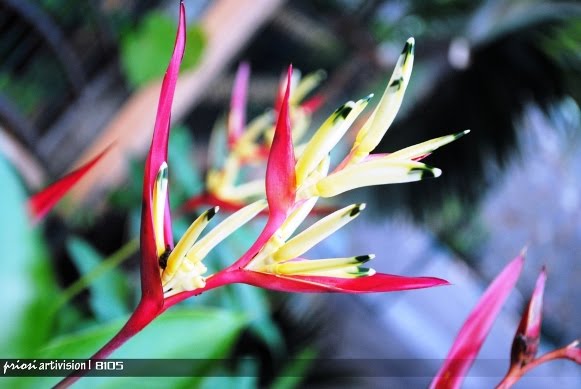 Prios Home: Nama Latin Tumbuhan