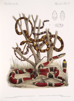 ITSBOSSY: now the serpent was more crafty than any other beast of the ...